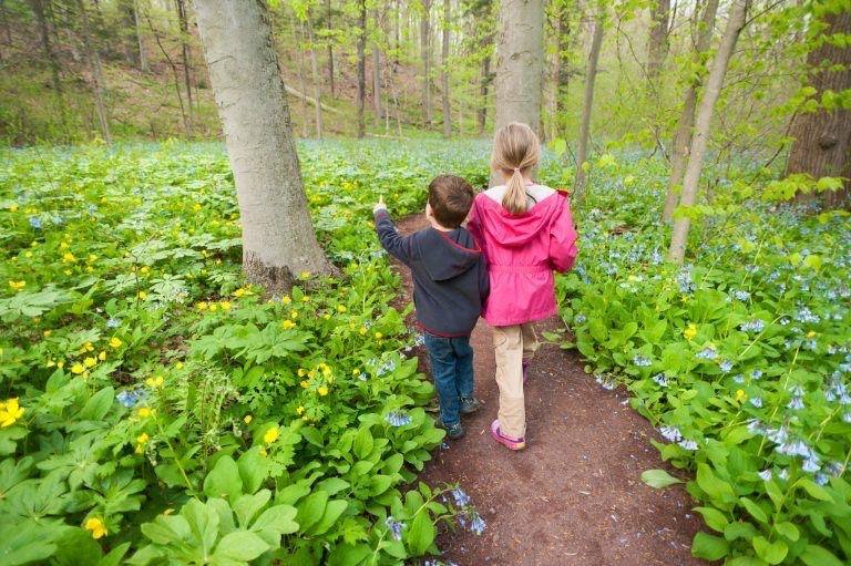 Children take a stroll through Bowman's Hill Wildflower Preserve