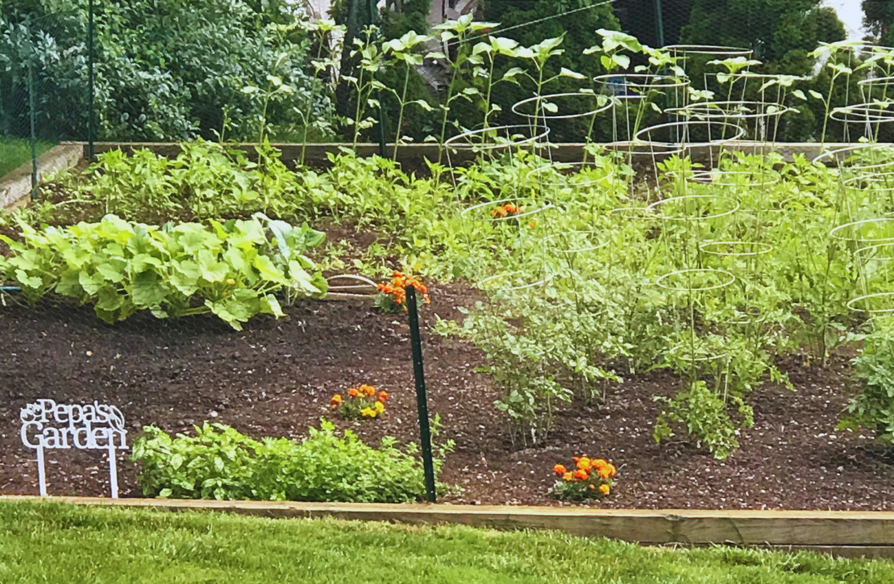 backyard garden