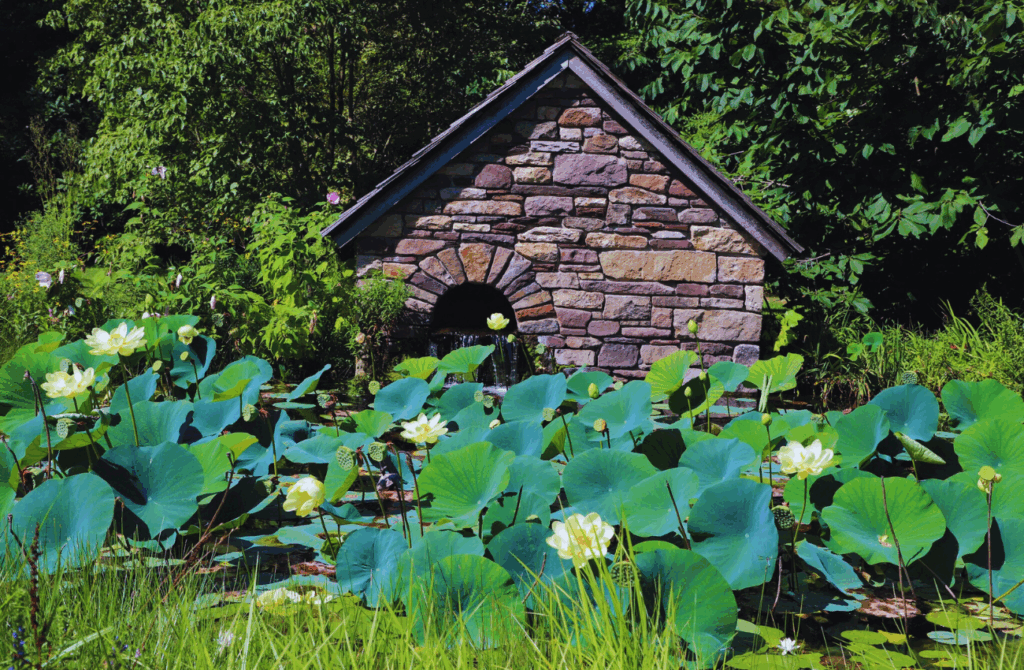 A water garden with water lilies beside a stone cottage at Bowman's Hill Wildflower Preserve.
