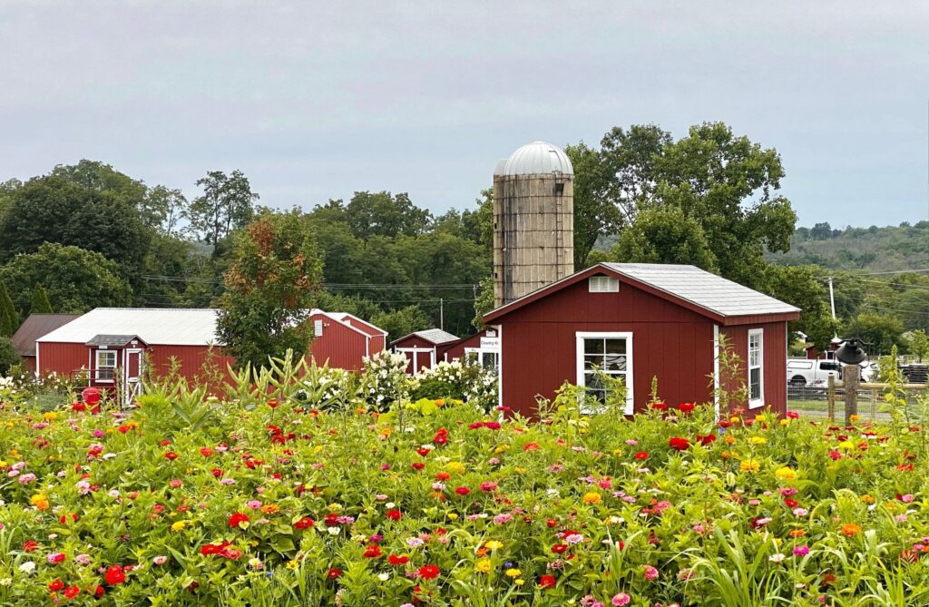 During summer, fields at Hellerick's Family Farm are filled with zinnias and feathery cosmos, perfect for hand-cut bouquets.