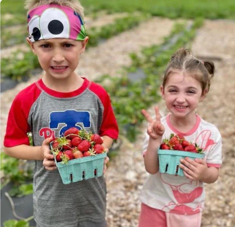 Shady Brook Farm Strawberry Festival